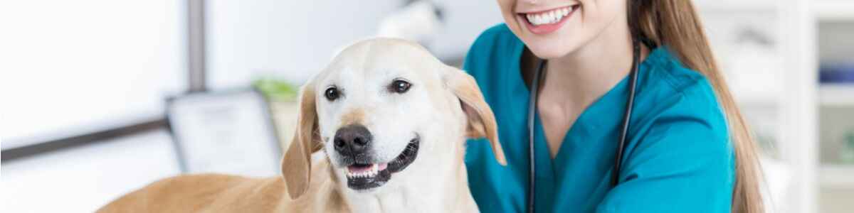 Online Pre-Vet Programs - Pre-Veterinary Degrees Online Pre-Vet Programs - Pre-Veterinary Degrees